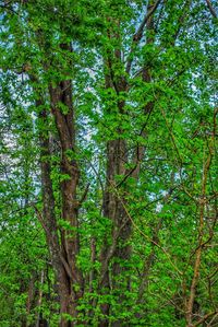 Trees in forest