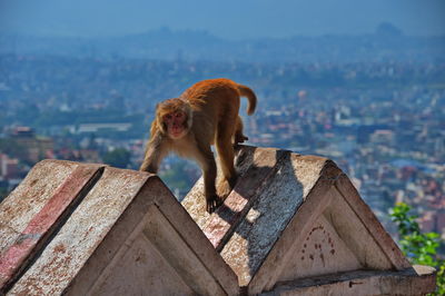 Monkey climbing the wall of buddhist shrine above kathmandu city in nepal