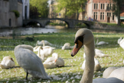 Swans in water