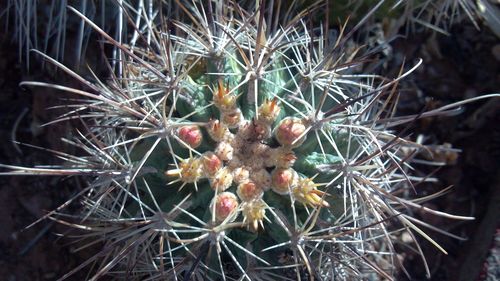 Close-up of cactus on plant