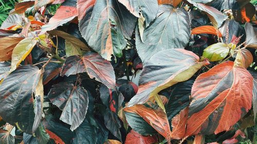 Full frame shot of autumn leaves