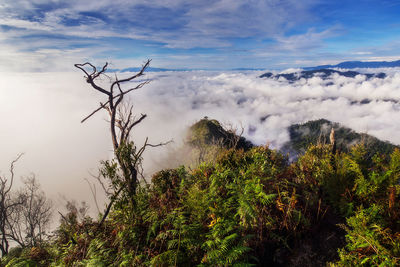 Scenic view of tree mountains against sky