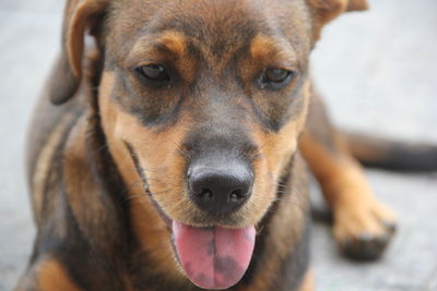 Close-up portrait of dog sticking out tongue