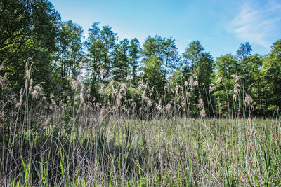 Panoramic shot of trees on field against sky