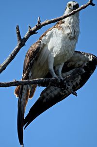 Low angle view of osprey perching on branch against clear sky