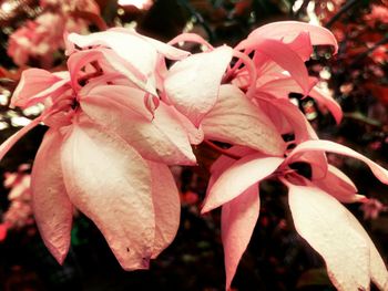 Close-up of flower