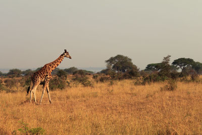 Giraffe on grass against sky at sunset