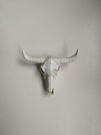 View of animal skull mounted on wall