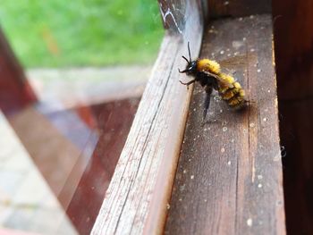 Close-up of bee on wood