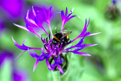Close-up of bee pollinating on purple flower