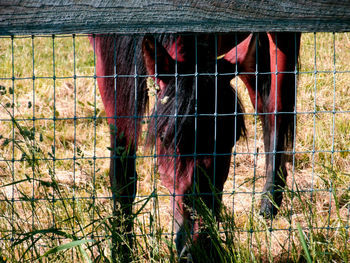 Grass in field