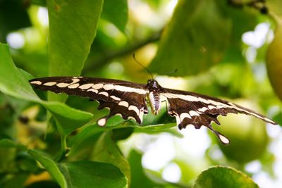 Close-up of insect on leaf