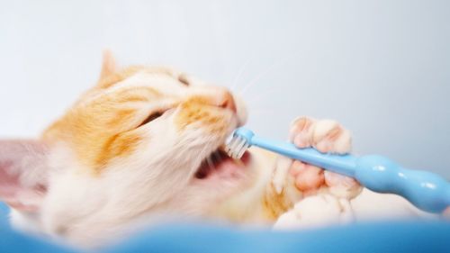 Close-up of cat chewing toothbrush