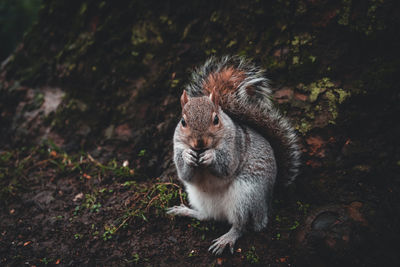 Close-up of squirrel sitting on land