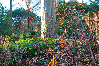 Plants growing on tree trunk