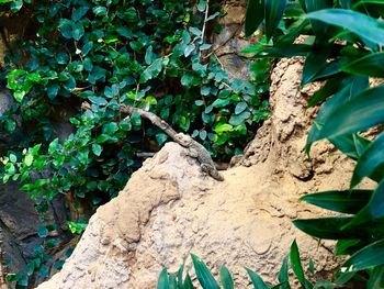 Close-up of lizard on tree trunk