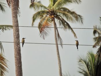 Low angle view of bird perching on palm tree