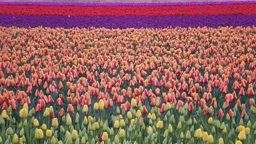 Multi colored tulips in field