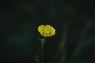 Close-up of yellow flowering plant