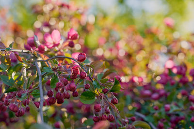 Close-up of pink berries on plant