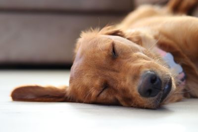 Close-up of dog sleeping on floor