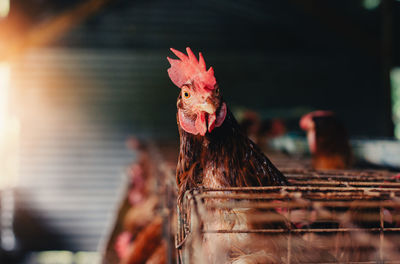 Close-up of rooster on rock