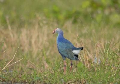 Bird perching on a field