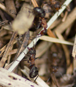 Close-up of insect