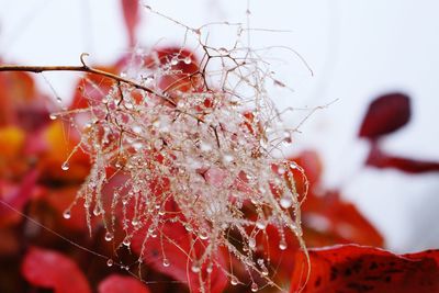 Close-up of red flower