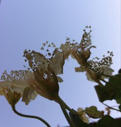 Low angle view of flowers against clear sky