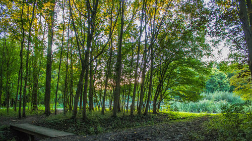 View of trees in forest