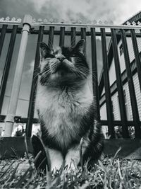 Close-up of a cat looking away