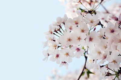 Low angle view of cherry blossoms against sky