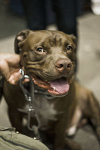 Close-up of man with dog