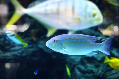 Close-up of fish swimming in sea