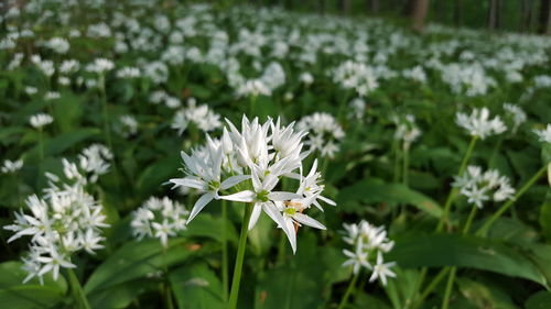 Close-up of white flowers blooming outdoors
