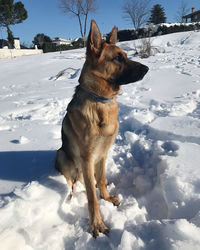 Dog on snow covered land