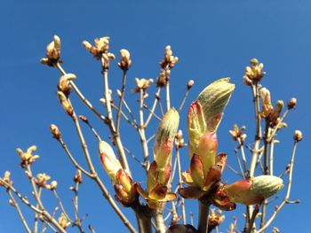 Low angle view of flowers against clear blue sky