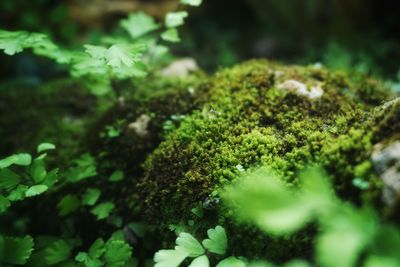 Close-up of moss growing on tree