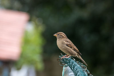 Close-up of bird perching on hand