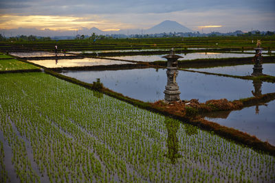 Scenic view of agricultural field against sky