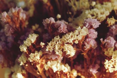 Close-up of flowering plant