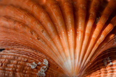 Full frame shot of mushrooms