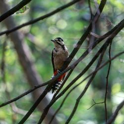 Close-up of bird perching on branch