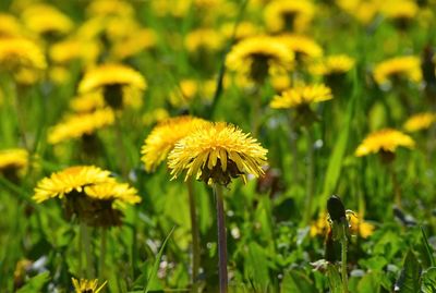 Close-up of yellow flowering plant on field