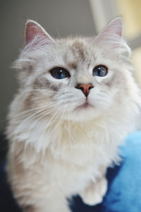 Close-up portrait of a cat