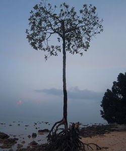 Tree by sea against sky