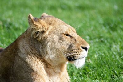 Close-up of lion