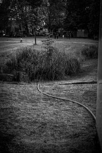 Trees growing on field in park