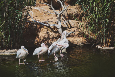 Flock of birds in lake